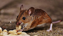 24 Hour & Emergency Exterminators in Waterford, CT